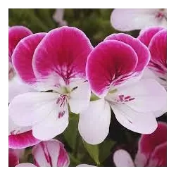 Pelargonium graveolens ANGELEYES BICOLOR