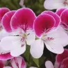 Pelargonium graveolens ANGELEYES BICOLOR
