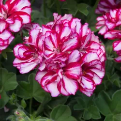 Pelargonium peltatum LOLLIPOP NIXE