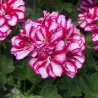 Skydalapė (svyranti, bekvapė) pelargonija - Pelargonium peltatum TOSCANA LOLLIPOP NIXE