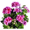 Pelargonium peltatum LOLLIPOP NIXE