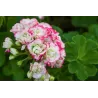 Juostotoji pelargonija - Pelargonium zonale APPLEBLOSSOM