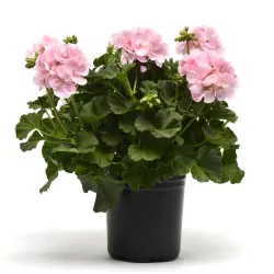 Juostotoji pelargonija - Pelargonium zonale APPLEBLOSSOM