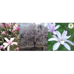 Plačiažiedė (Liobnerio) magnolija - Magnolia loebneri LEONARD MESSEL