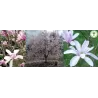 Magnolia loebneri Leonard Messel