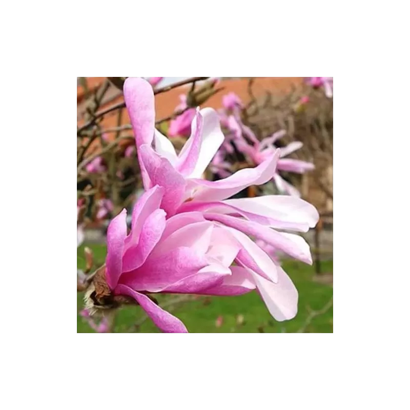 Magnolia loebneri Leonard Messel