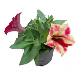 Petunija - Petunia CRAZYTUNIA MANDEVILLA