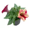 Petunia CRAZYTUNIA MANDEVILLA