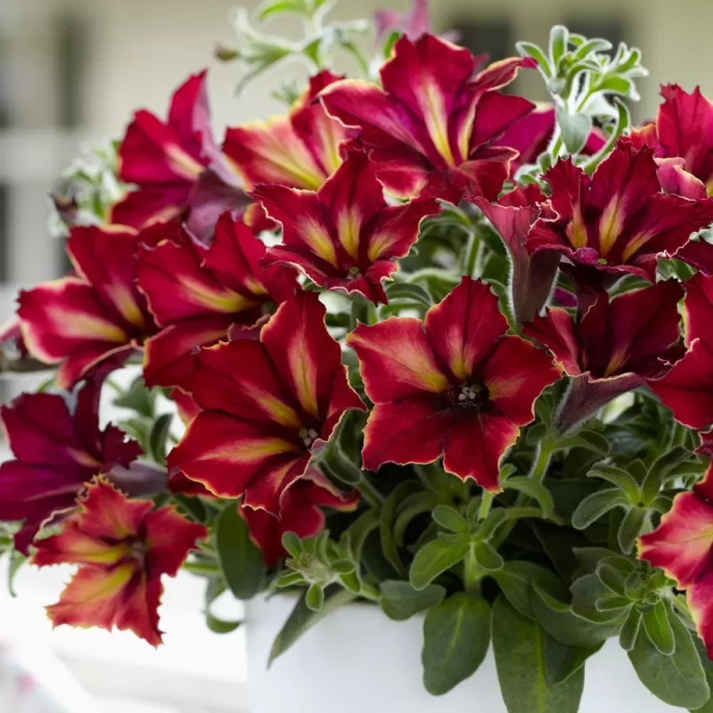 Petunia CRAZYTUNIA MANDEVILLA