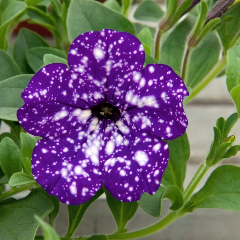 Petunija - Petunia NIGHT SKY