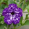Petunija - Petunia NIGHT SKY