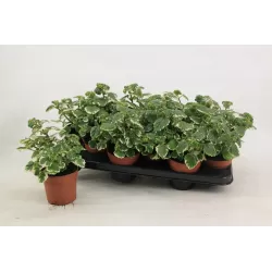 Kvapnioji cimbžieda - Plectranthus coleoides VARIEGATA