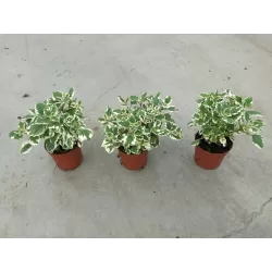 Kvapnioji cimbžieda - Plectranthus coleoides VARIEGATA