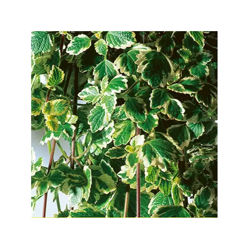 Kvapnioji cimbžieda - Plectranthus coleoides VARIEGATA