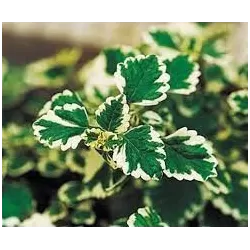 Kvapnioji cimbžieda - Plectranthus coleoides VARIEGATA