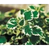 Kvapnioji cimbžieda - Plectranthus coleoides VARIEGATA