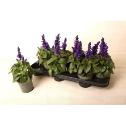 Šalavijas - Salvia longispicata x farinacea MYSTY
