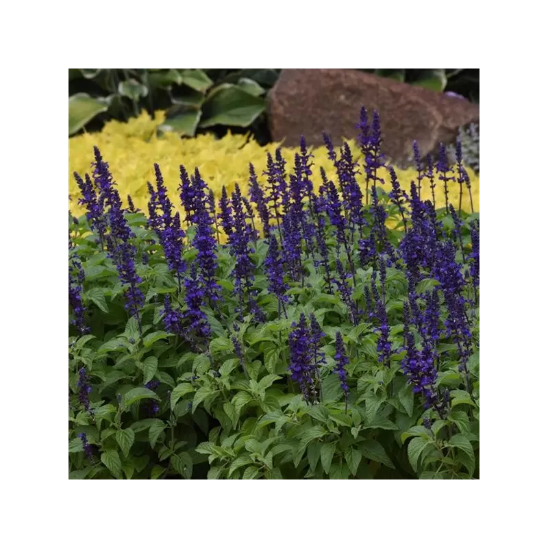 Šalavijas - Salvia longispicata x farinacea MYSTY