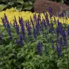 Šalavijas - Salvia longispicata x farinacea MYSTY