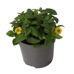 Gulsčioji sanvitalija - Sanvitalia procumbens Compact YELLOW
