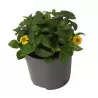 Sanvitalia procumbens Compact YELLOW
