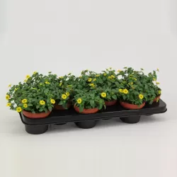 Gulsčioji sanvitalija - Sanvitalia procumbens Compact YELLOW