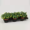 Sanvitalia procumbens Compact YELLOW