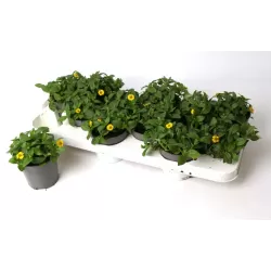 Sanvitalia procumbens Compact YELLOW