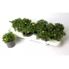 Sanvitalia procumbens Compact YELLOW