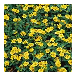Gulsčioji sanvitalija - Sanvitalia procumbens Compact YELLOW