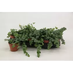 Satureja (clinopodium) douglasii INDIAN MINT