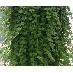 Indiškoji mėta - Satureja (clinopodium) douglasii INDIAN MINT