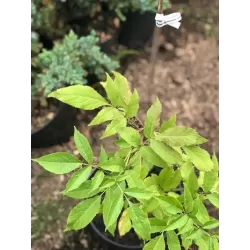 Raudonuogis šeivamedis - Sambucus racemosa 1+1 60-100 CM GR x1