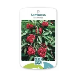 Raudonuogis šeivamedis - Sambucus racemosa 1+1 60-100 CM GR x1