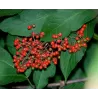 Raudonuogis šeivamedis - Sambucus racemosa 1+1 60-100 CM GR x1