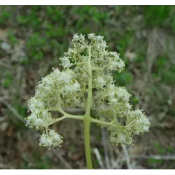 Raudonuogis šeivamedis - Sambucus racemosa 1+1 60-100 CM GR x1