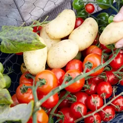 TOMTATO - tomato and potato in one