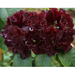Rododendras - Rhododendron BLACK WIDOW