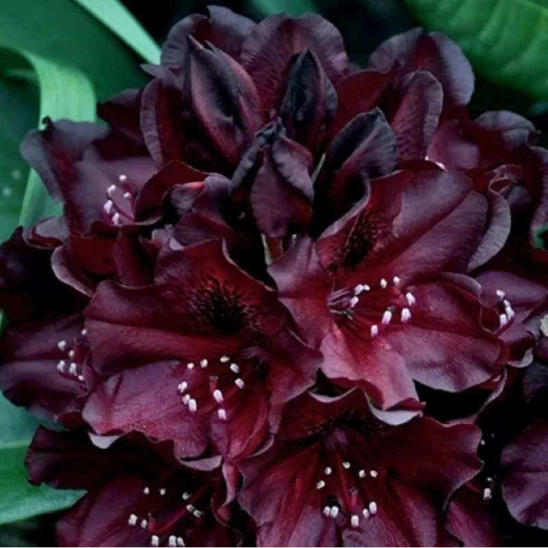 Rododendras - Rhododendron BLACK WIDOW