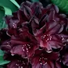 Rododendras - Rhododendron BLACK WIDOW