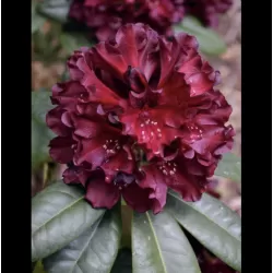 Rododendras - Rhododendron BLACK WIDOW