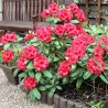 Rhododendron DOPEY