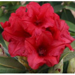 Rhododendron DOPEY