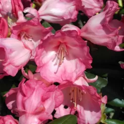 Rhododendron Bambi