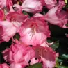 Rhododendron Bambi