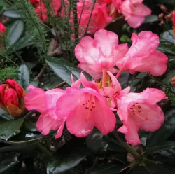Rododendras - Rhododendron BAMBI
