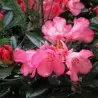 Rhododendron Bambi