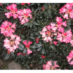Rododendras - Rhododendron BAMBI