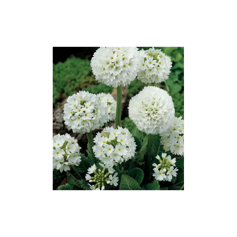 Užsisakyk augalus pavasariui jau dabar