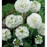 Dantytalapė raktažolė - Primula denticulata ALBA